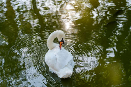 a white swan swims on a lake. White swan on the water.の写真素材