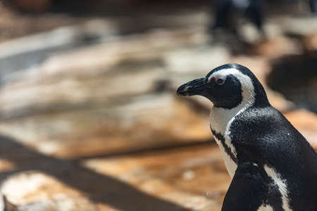 humboldt penguin close up portrait. Portrait of a penguin.の写真素材