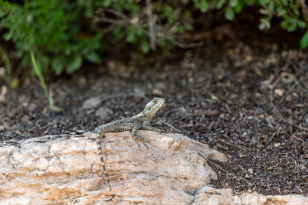 A beautiful lizard in a large desert. Large lizard.の写真素材