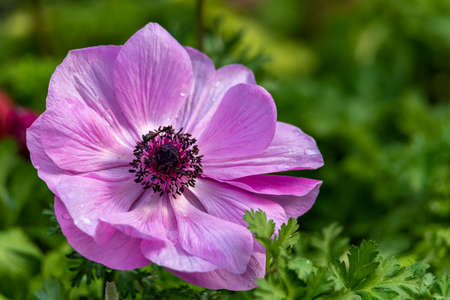 Anemone flower close up shot, spring season image. purple anemones.の写真素材