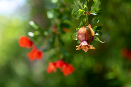 Blooming pomegranate flower on the pomegranate tree. Ripening pomegranate with leaves and flowers on a background of pomegranate flowers.の写真素材