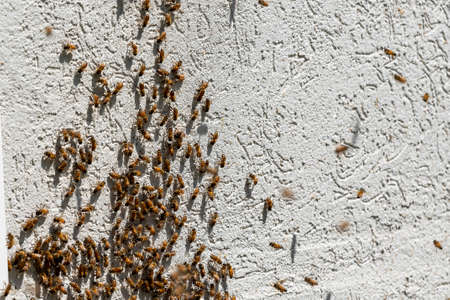 A lot of bees returning to bee hive. Swarm of bees collecting nectar from flowers. Healthy organic farm honey. a lot of bees on a gray wallの写真素材