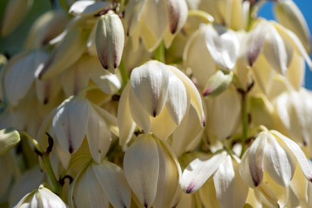 Yucca gigantea (Yucca elephantipes, Yucca guatemalensis) is a yucca species that is native to Israel, Jerusalemの写真素材