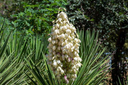 Photo of Yucca gigantea (Yucca ID190402148 Royalty Free Image