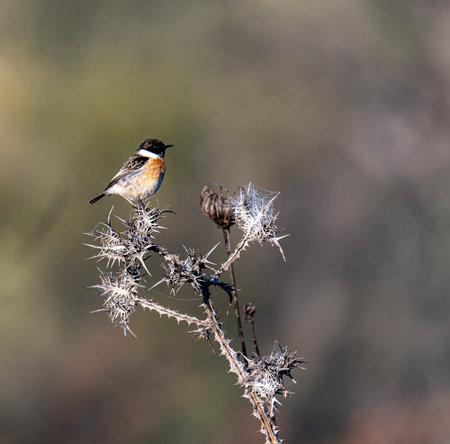 Europian stonechat (saxiola rubicola). European black-headed Chekan in Jerusalem sits on a branch