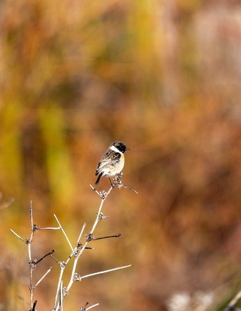 Europian stonechat (saxiola rubicola). European black-headed Chekan in Jerusalem sits on a branchの写真素材