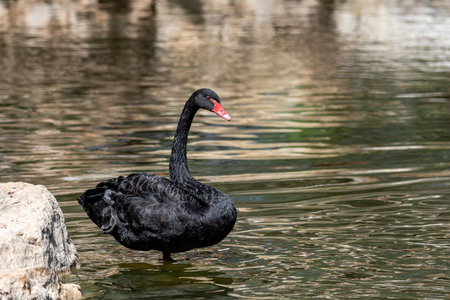 A black swan with a red beak stands on one paw on the bank of a pond. black swan stands in the water on one pawの写真素材