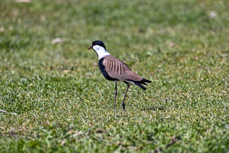 Large bird feeding in its natural environment, Vanellus spinosus, Spur-winged lapwing