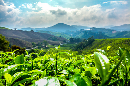 Tea Fields Cameron Hightland Malaysiaの写真素材