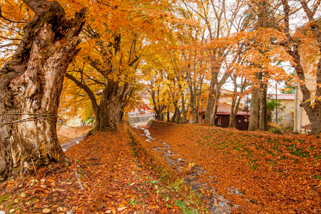 Maple treeの写真素材