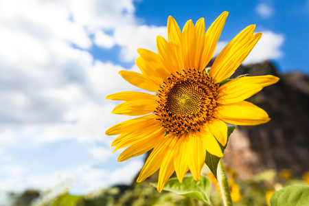 Sunflowerの写真素材