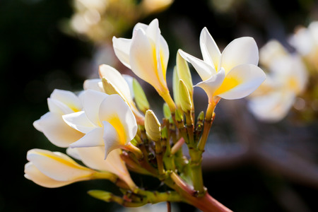 Plumeriaの写真素材