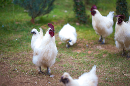 Chickenの写真素材
