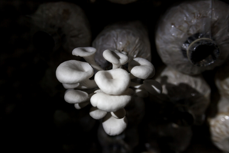 Mushroomの写真素材