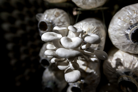 Mushroomの写真素材