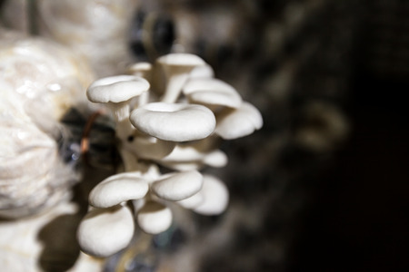 Mushroomの写真素材