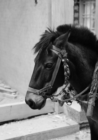 Close up to a horseの写真素材