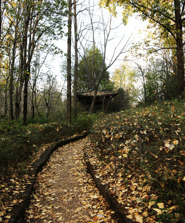 Pathway in a park with fallen leavesの写真素材