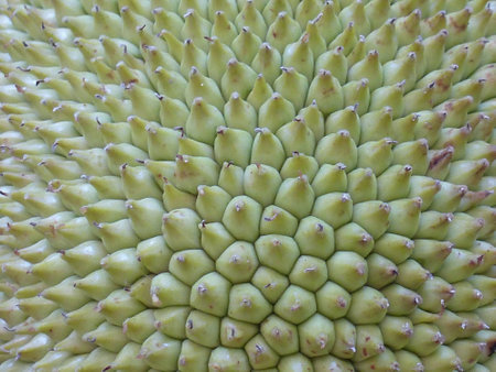 Closeup of a jackfruitの素材