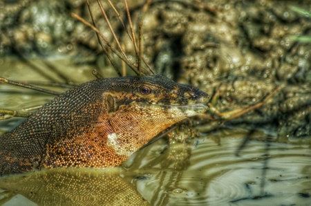 Big Lizard sitting in the water