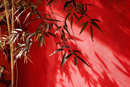 Tropical Bamboo Tree Foliage with Dappled Sunlight and Leaf Shadow on Red Wallの素材
