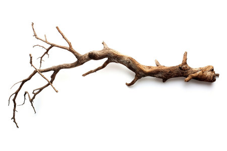 Branch on White Background - Nature's Minimalist Eleganceの素材