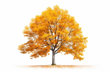 Graceful Beech Tree Portraitの素材