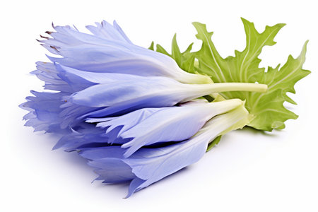 Chicory Blossom on Whiteの素材