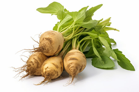 Single Jerusalem Artichokeの素材