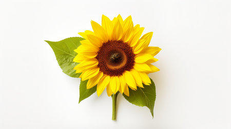 Sunflower Plantの素材