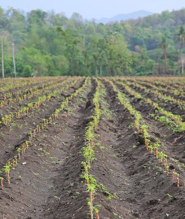 Small cassava or tapioca field, cassava farm land, agriculture in Thailandの写真素材