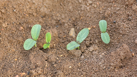 Young pumpkin sprouts in the planting
