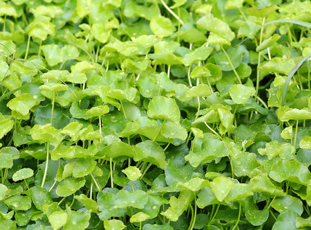 fresh green Centella asiatica plants with water drop on leaf in nature garden