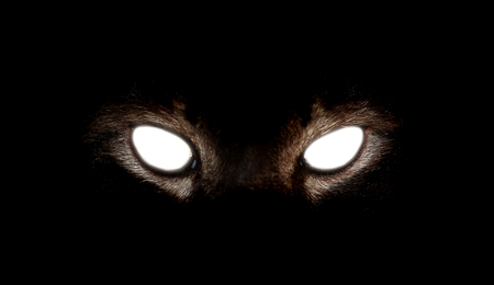 Closeup of Hypnotic Cat Eyes on black background