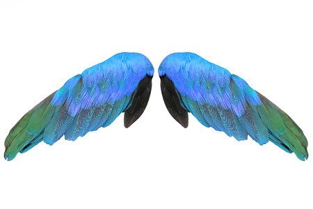 Colorful feathers wings isolated on white background