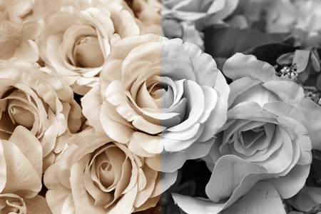 Vintage roses flowersの写真素材