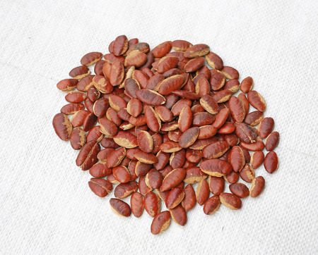 Roasted kayu seeds on white background (Irvingia malayana benn)の写真素材