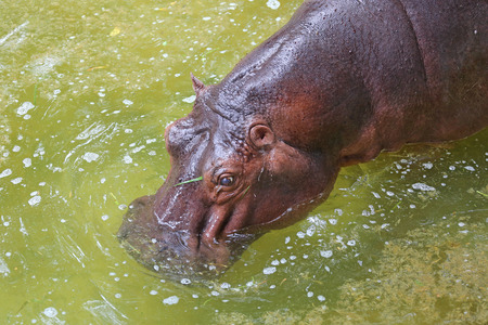 Hippo in pond