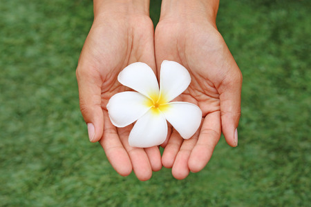 Hands holding frangipani or Plumeria flower in the gardenの写真素材