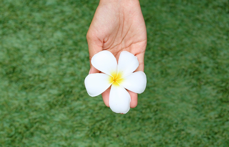 Hands holding frangipani or Plumeria flower in the gardenの写真素材