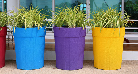 Flower in big colorful pot, garden decorationの写真素材