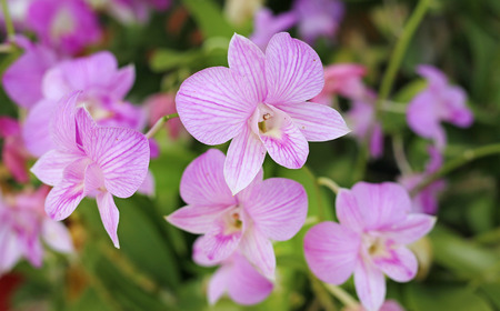 Bouquet of pink flowers orchids