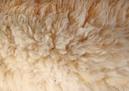 lambswool on live lamb