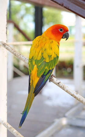 aratinga solstitialis bird