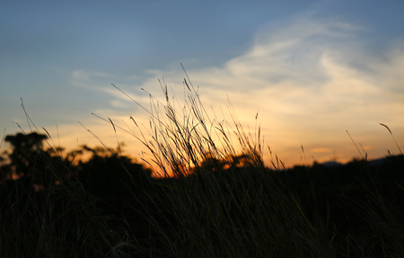 Nature grass flower in sunset, Shallow depth of field.の写真素材