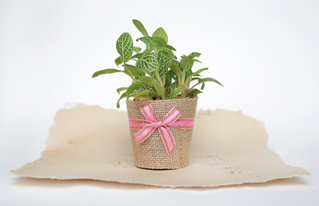 Small tree in a pot wrapped in burlap on white background.の写真素材