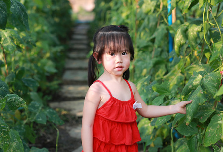 Adorable little asian girl in plants of a vegetable garden, Kids are playing, Little helpers.の写真素材