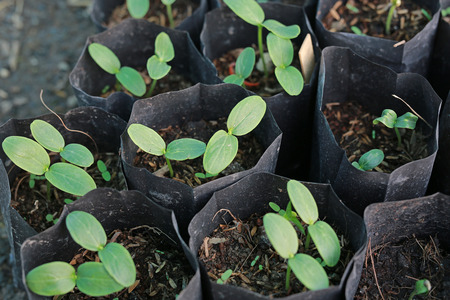Baby lentils in the bagの写真素材