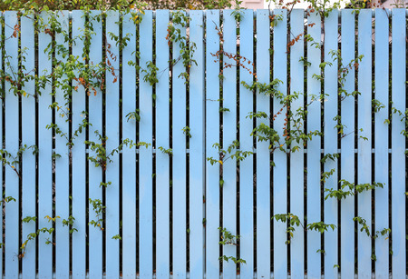 Close-up fence and tree wallの写真素材