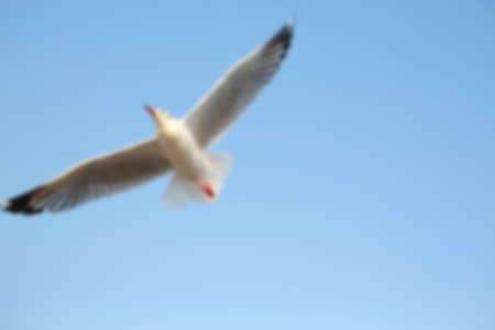 Blur image of Seagulls flying in the sky at sunset.の写真素材